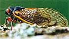 The Periodic Cicada