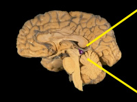 The Pineal Gland