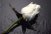 A White Rose in Remembrance to All Victims of 
SSRI-AntiDepressants