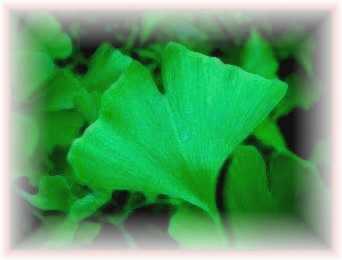 Picture of Ginkgo Biloba Leaf